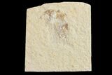 Cretaceous Fossil Shrimp - Lebanon #154563-1